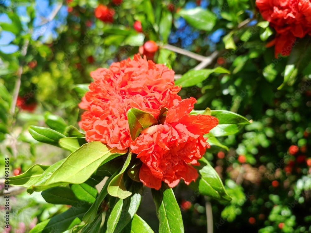 Pomegranate: a species of Punica, its botanical name is Punica granatum. Pomegranate: a species of Punica, its botanical name is Punica granatum.