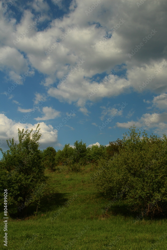 A grassy area with trees and blue sky A grassy area with trees and blue sky