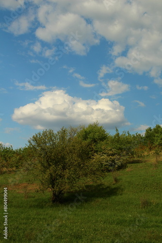 A tree in a field