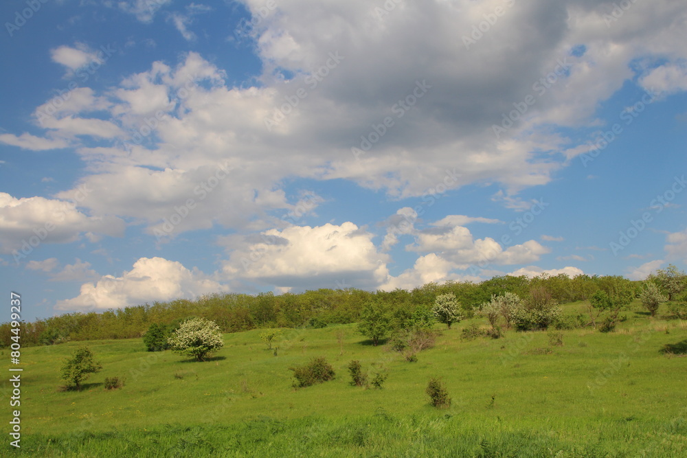 A grassy field with trees and blue sky A grassy field with trees and blue sky