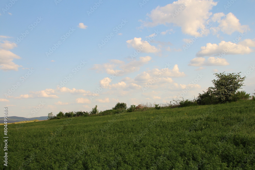 A grassy field with trees and blue sky A grassy field with trees and blue sky