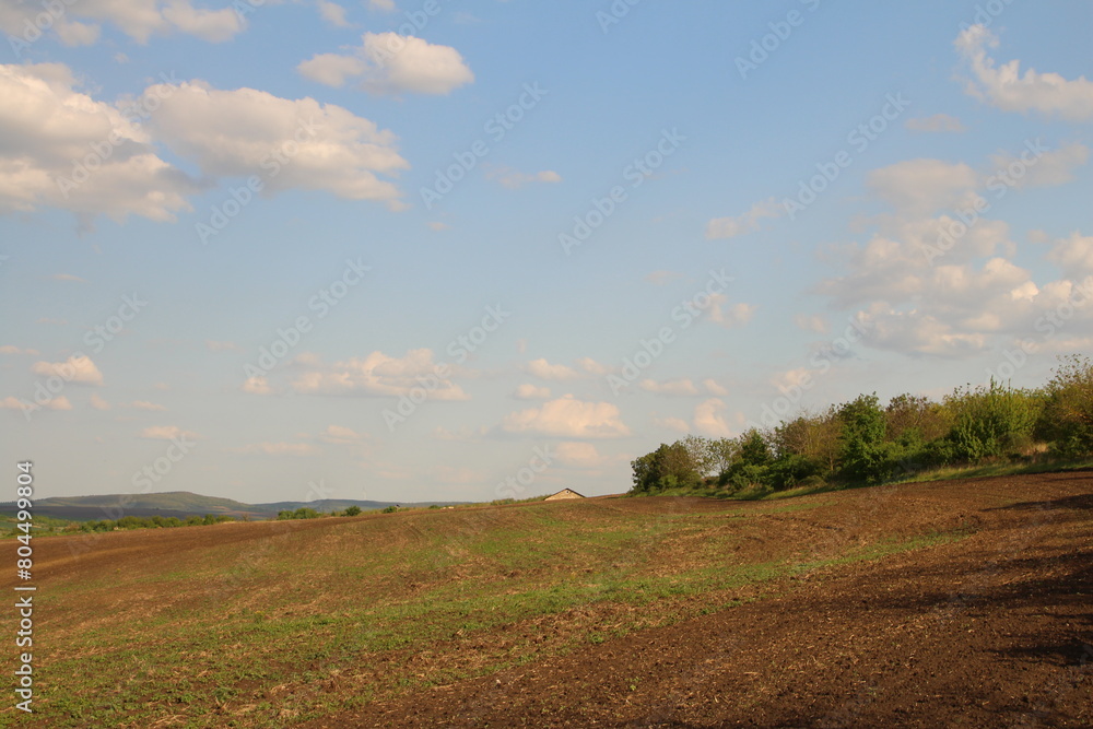 Obraz premium A field with grass and trees
