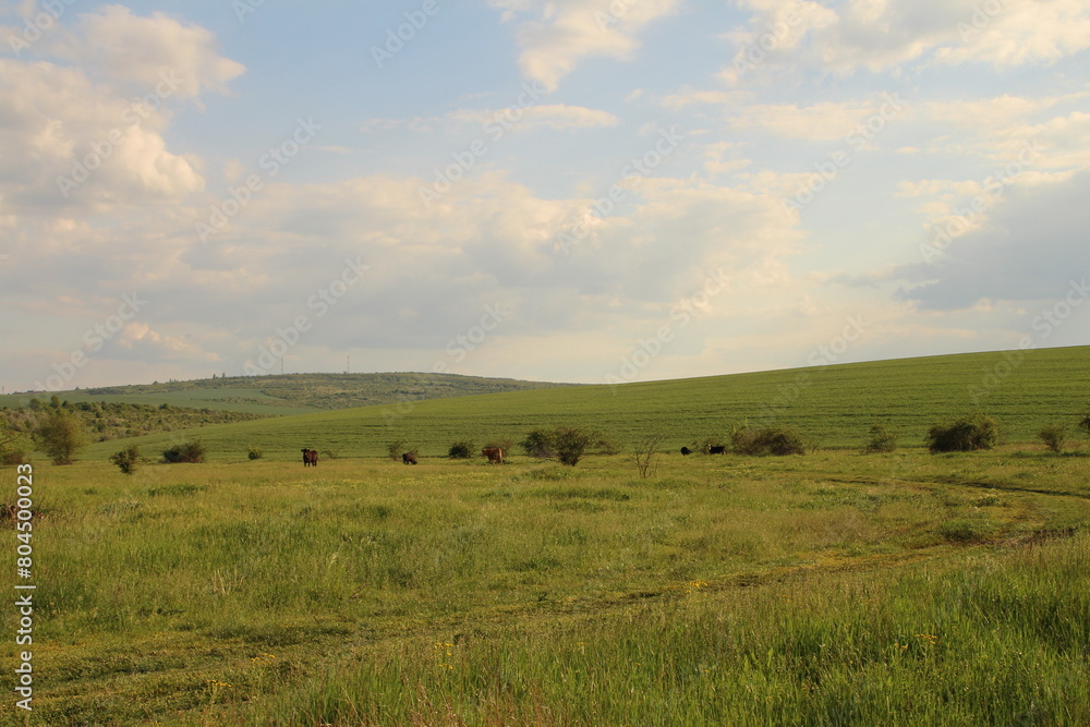 A grassy field with cows A grassy field with cows