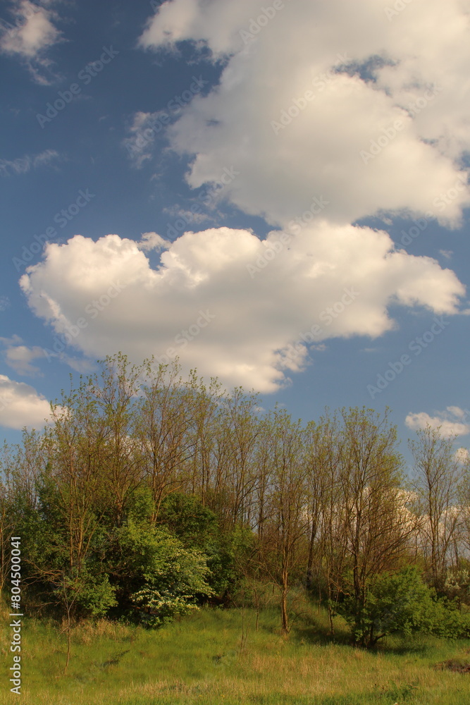 A field with trees and clouds A field with trees and clouds