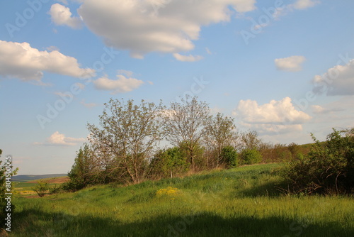 A grassy field with trees and blue sky