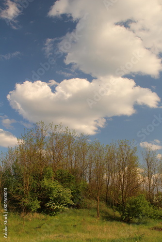 A field with trees and clouds