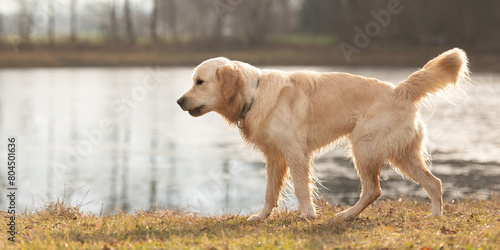 Pretty labrador retriever dog active outside by a lake in the back light  in autumn