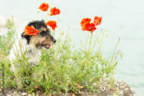 Funny small Jack Russell Terrier dog in a beautiful blooming poppy meadow in summer