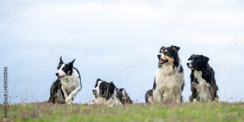 A pack of obedient dogs - Border Collies  in all ages from the young dog to the senior