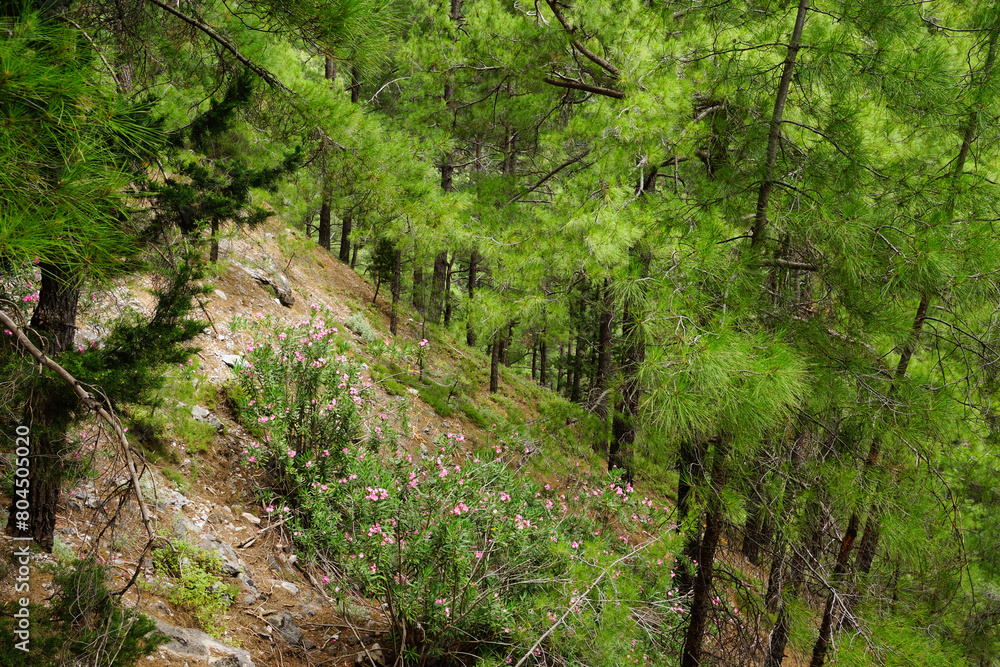 The Samaria Gorge is a National Park of Greece since 1962 on the island of Crete. The Samaria Gorge is a National Park of Greece since 1962 on the island of Crete.