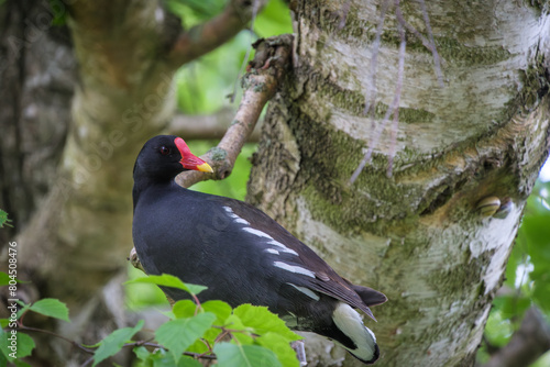 a black moorhen sits on a branch
