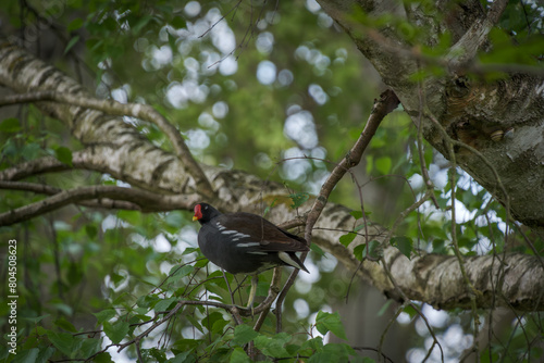 a black moorhen sits on a branch
