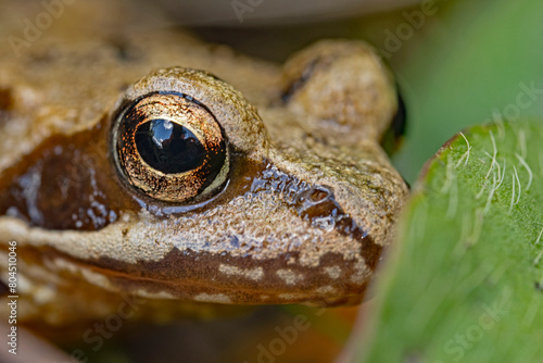 Common frog hides in the leaves