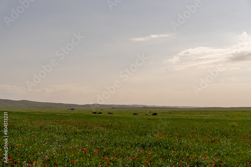 A field of grass with a few cows grazing in it. The sky is clear and the sun is shining