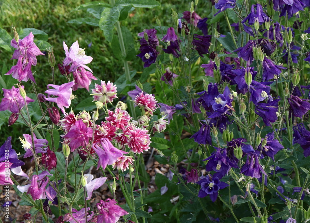 Obraz premium Pink and Purple Flowers Vibrant Color