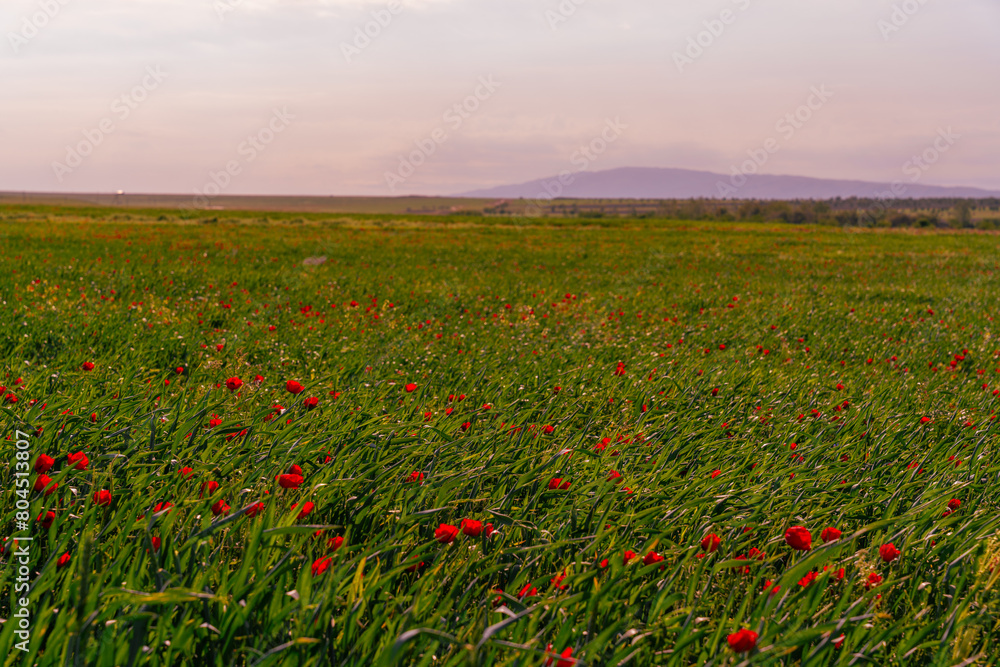 A field of red flowers with a blue sky in the background. The field is very large and the flowers are scattered throughout