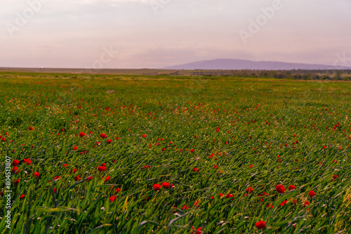 A field of red flowers with a blue sky in the background. The field is very large and the flowers are scattered throughout