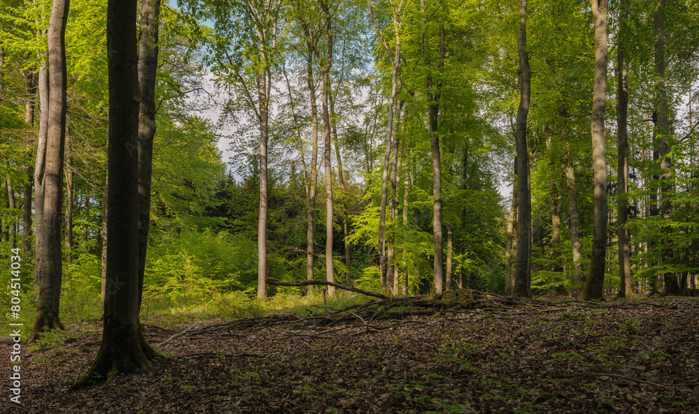 Obraz premium Wunderbare Jahreszeit Frühjahr , April und Mai, frisches Grün der Buchen im Wald