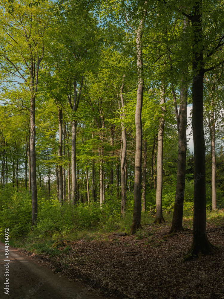 Naklejka premium Wunderbare Jahreszeit Frühjahr , April und Mai, frisches Grün der Buchen im Wald