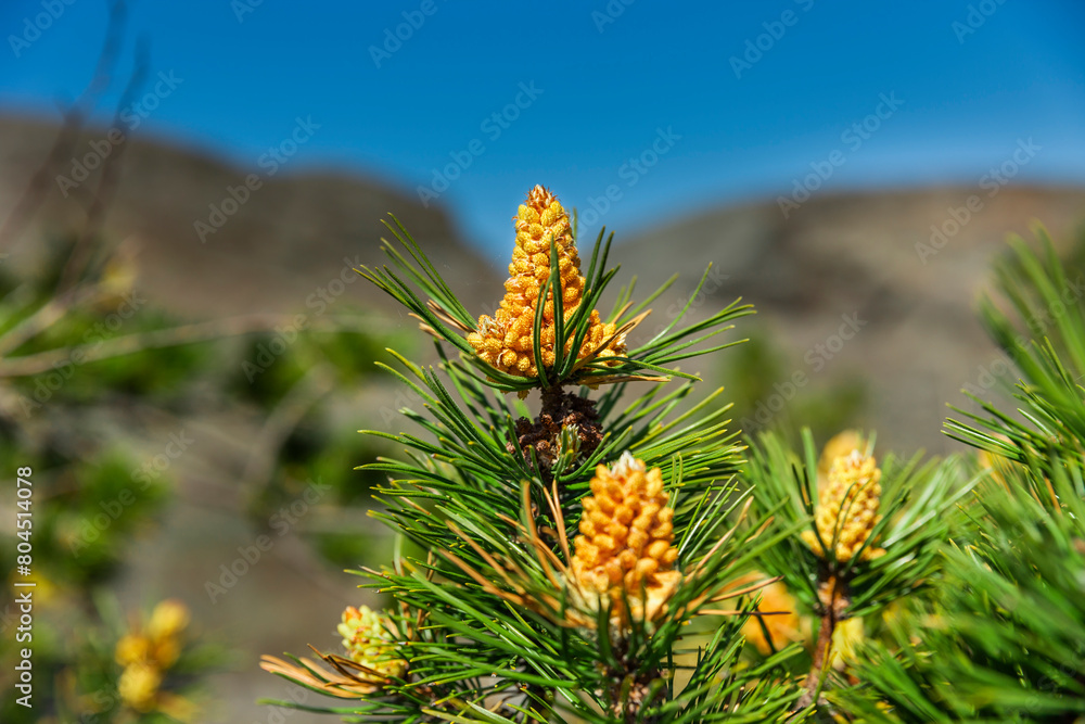 Blühende Kiefernzapfen im Sommer im Gebirge Blühende Kiefernzapfen im Sommer im Gebirge