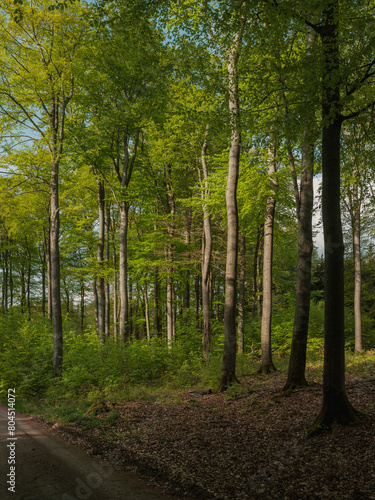 Wunderbare Jahreszeit Frühjahr , April und Mai, frisches Grün der Buchen im Wald