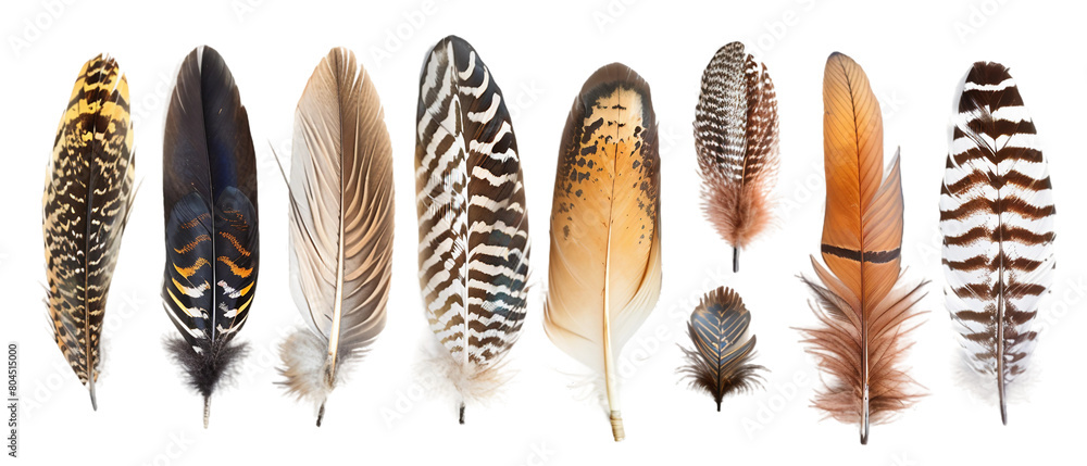 Feathers isolated on white PNG transparent background Feathers isolated on white PNG transparent background