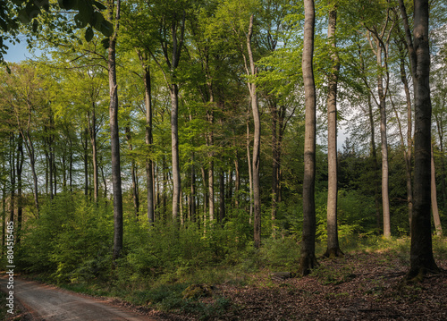 Wunderbare Jahreszeit Frühjahr , April und Mai, frisches Grün der Buchen im Wald