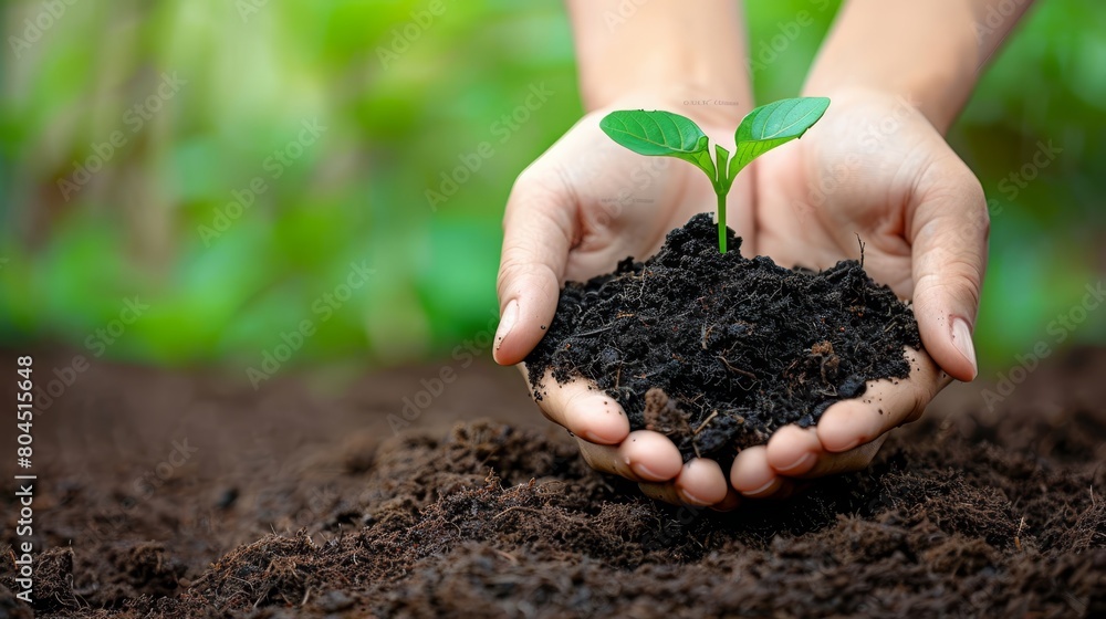 A tight shot of a hand cradling dirt with a sprouting plant in the center A tight shot of a hand cradling dirt with a sprouting plant in the center