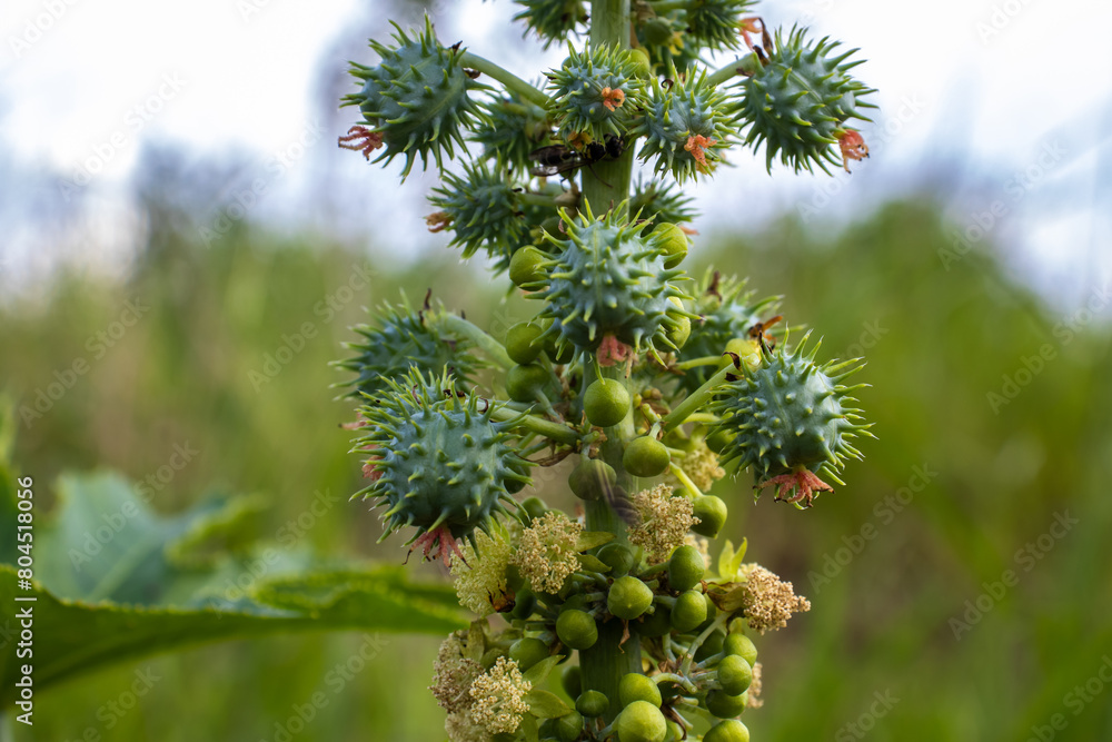 Castor beans plant on field in Brazi Castor bean seeds and flowers with selective focus Castor beans plant on field in Brazi Castor bean seeds and flowers with selective focus
