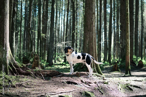 Large dog standing in forest in front of defocused trees. Side profile of Black and white checkered Bluetick Coonhound enjoying the walk in rainforest of North Vancouver, BC, Canada. Selective focus. photo
