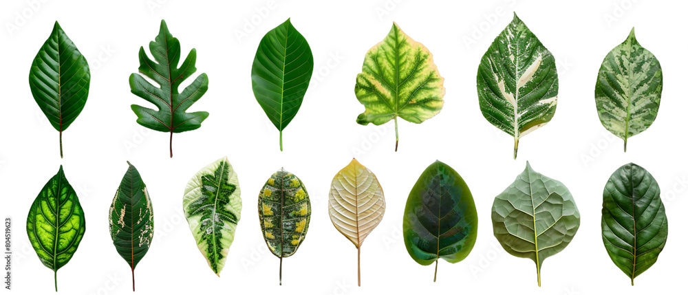 Collection of green leaves Collection of green leaves