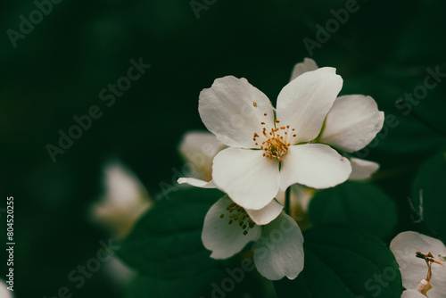 White jasmine flowers on a flowering shrub in spring garden. Small fragrant flower buds. Floral springtime aesthetic wallpaper for digital print.