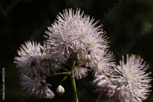 Close up of Thalictrum aquilegiifolium ,Greater meadow-rue flowers photo