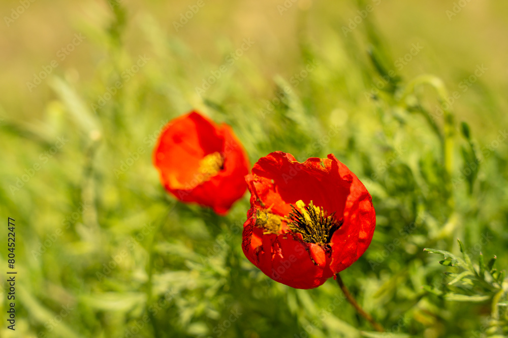 Two red flowers are in a field of green grass. The flowers are in full bloom and are the center of attention Two red flowers are in a field of green grass. The flowers are in full bloom and are the center of attention
