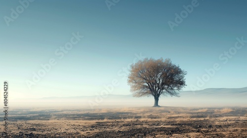 Lone tree amidst barren landscape, lone tree in foggy field, non-urban scene sun mountain tranquil scene environment © antkevyv
