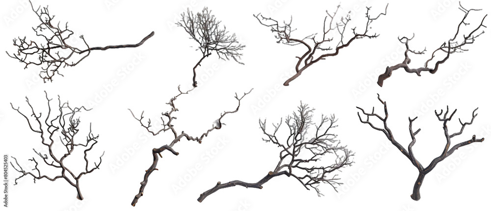Branches of trees PNG transparent background Branches of trees PNG transparent background