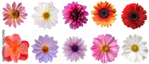 Flowers isolated PNG transparent background