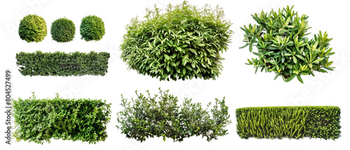 Bushes isolated on white PNG transparent background