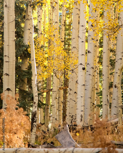 autumn in the forest with golden aspen trees on a sunny day