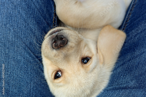 A light-blonde Labrador puppy has slipped down between the legs.