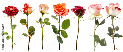 Set of flowers PNG transparent background