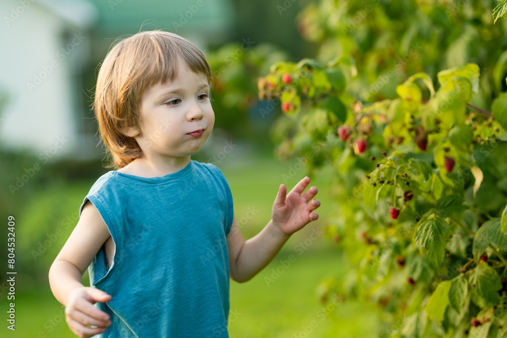Cute little boy picking fresh berries on organic raspberry farm on warm summer day. Harvesting fresh berries on fall day. Cute little boy picking fresh berries on organic raspberry farm on warm summer day. Harvesting fresh berries on fall day.