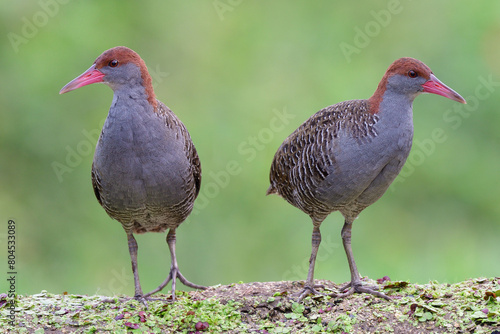 beautiful grey chest birds perching on dirt weed under soft lighting, slaty-breasted rail