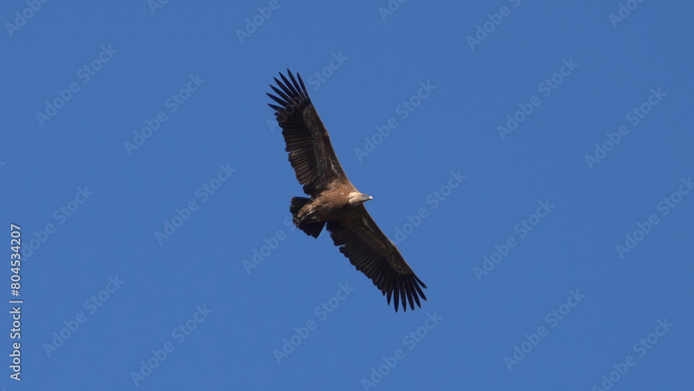 Eurasian Griffon Vulture. A majestic brown eagle soars freely against a clear blue sky, embodying the essence of freedom and nature’s grandeur. Eurasian Griffon Vulture. A majestic brown eagle soars freely against a clear blue sky, embodying the essence of freedom and nature’s grandeur.