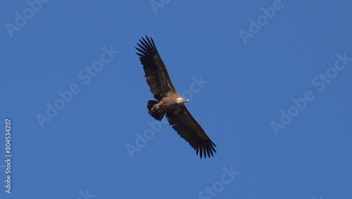 Eurasian Griffon Vulture. A majestic brown eagle soars freely against a clear blue sky, embodying the essence of freedom and nature’s grandeur.