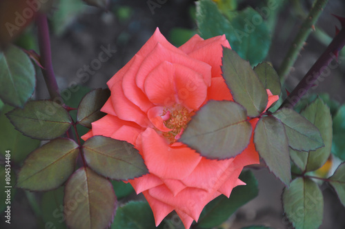 Rose flower close up. Beautiful flower.