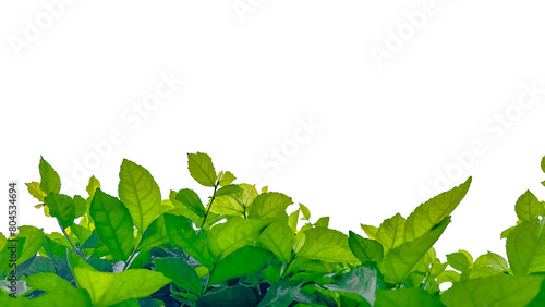 Isolated with clipping paths green tree top leaves on white background