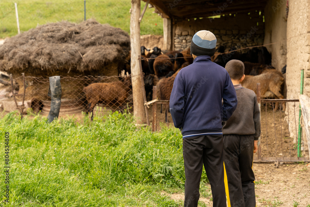 A man and a boy are standing in a field with a large herd of sheep. The man is wearing a blue jacket and the boy is wearing a black shirt. The scene is peaceful and serene A man and a boy are standing in a field with a large herd of sheep. The man is wearing a blue jacket and the boy is wearing a black shirt. The scene is peaceful and serene