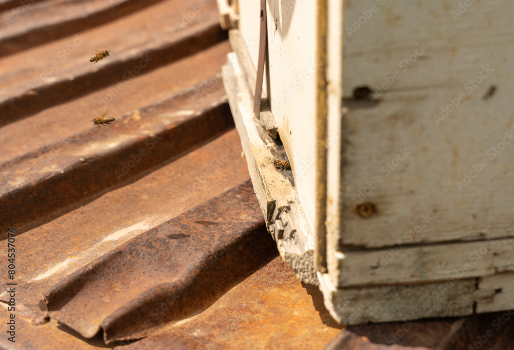 A wooden box with a rusty roof and a few bees on it A wooden box with a rusty roof and a few bees on it