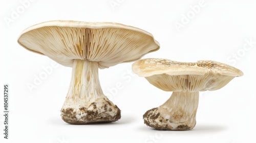 White background with mushrooms isolated.